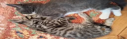 Mixed Breed cats for sale: Gorgeous grey/black tabby & grey girl kittens - Advert 5
