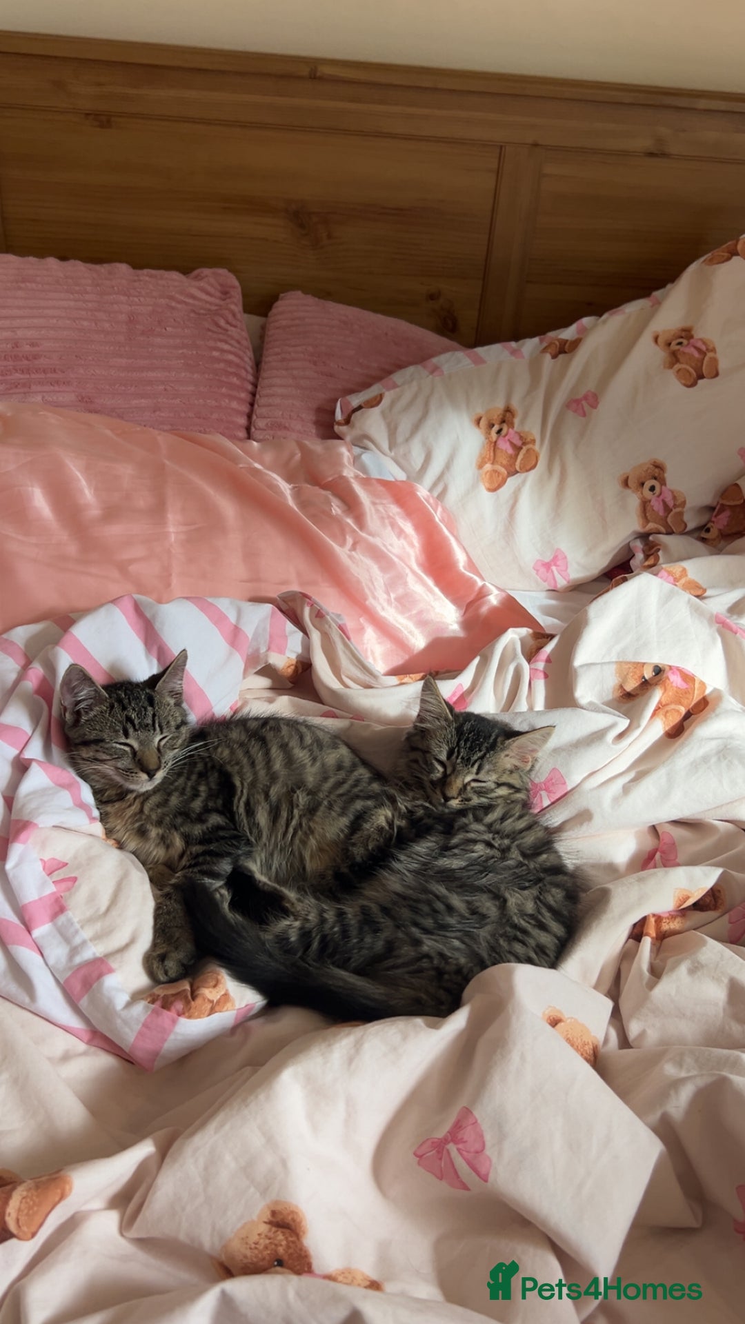 British Longhair cats for sale: 2 kittens looking for a new home  - Advert 8