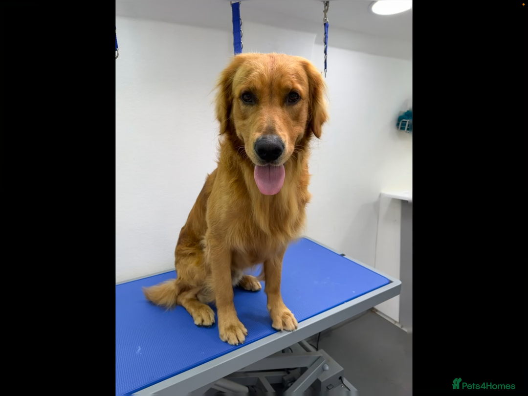 Golden Retriever dogs for stud: Fox Red KC Regustered Stud  - Image 3
