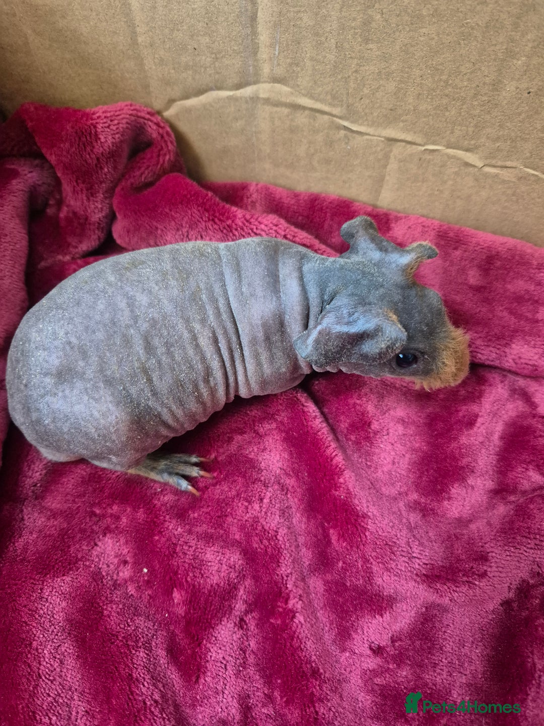 Guinea Pig rodents for sale: Baby Male Skinny Pigs For Sale  - Advert 6