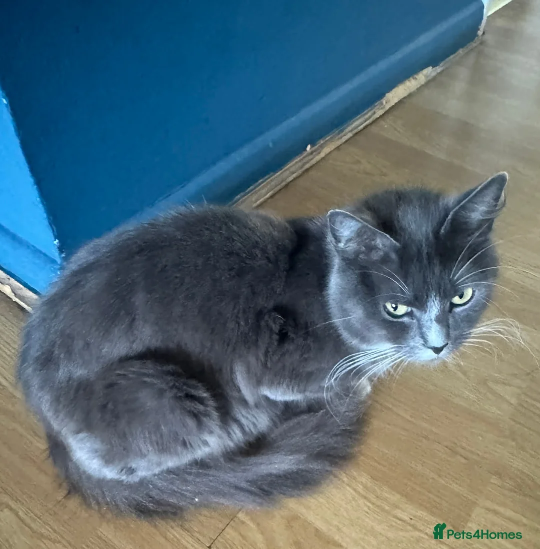 Mixed Breed cats for sale: 🩵🩵Sweet boy for sale 🩵🩵 in Luton - Advert 9