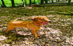 Labrador Retriever dogs for sale: Beautiful kc reg red labs. WORKING LINES - Image 20