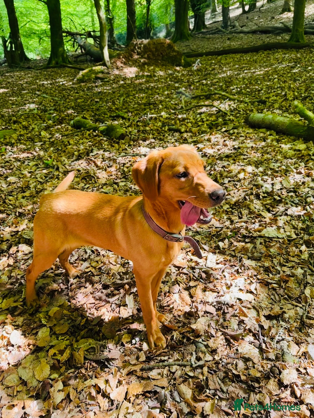 Labrador Retriever dogs for sale: Beautiful kc reg red labs. WORKING LINES - Image 20