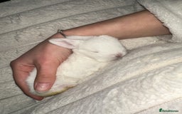 Mini Lop rabbits for sale: Adorable Baby Bunnies🥰- Mini Lops Mixed  - Image 2