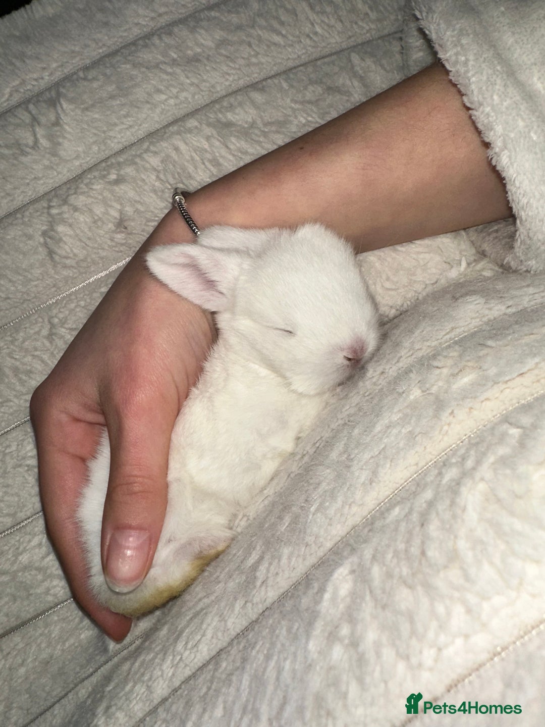Mini Lop rabbits for sale: Adorable Baby Bunnies🥰- Mini Lops Mixed  - Image 2