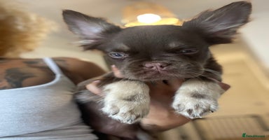French Bulldog dogs - Advert 2