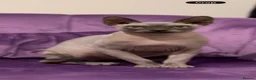 Sphynx cats for sale: TWO SPHYNX CATS LOOKING FOR A NEW HOME - Advert 4