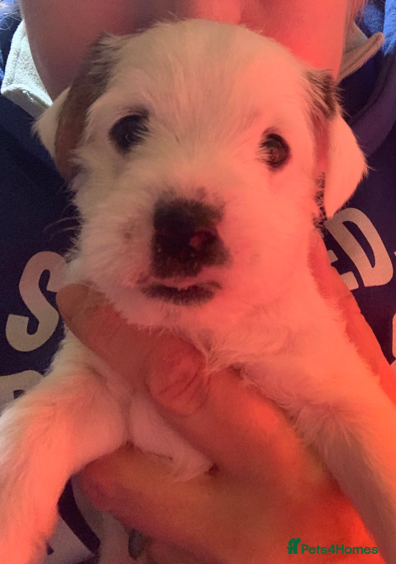 Parson Russell dogs Parson Russell Puppies - Advert 15