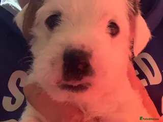 Parson Russell dogs Parson Russell Puppies - Advert 15