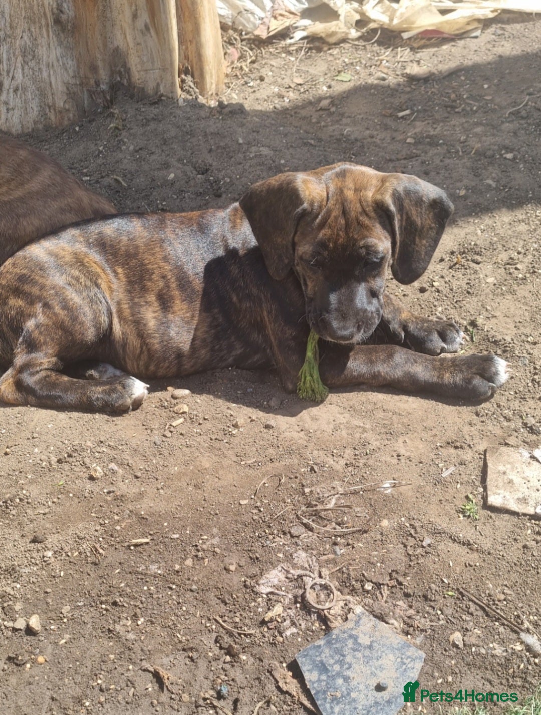 Mixed Breed dogs for sale: ADORABLE puppies  - Image 7
