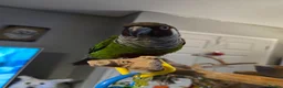 Conures birds for sale: Parley conure  - Advert 4