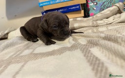 Mixed Breed dogs for sale: Staffie cross American bulldog chunky puppy’s  - Image 6