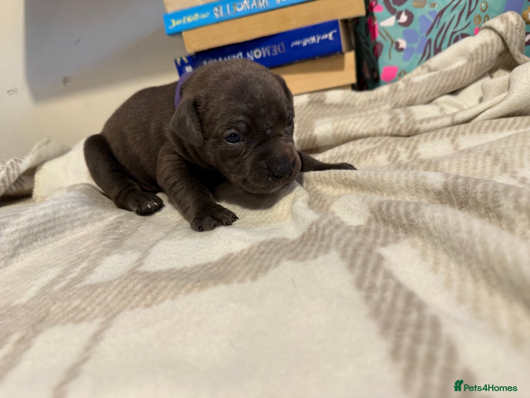 Mixed Breed dogs for sale: Staffie cross American bulldog chunky puppy’s  - Image 6