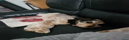 Cocker Spaniel dogs for sale: Cocker spaniel - Advert 3