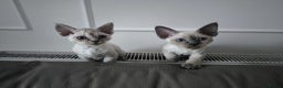 Devon Rex cats for sale: Devon Rex💕Blue Point Lynx Girl🩷Blue Point Boy💙 - Advert 2