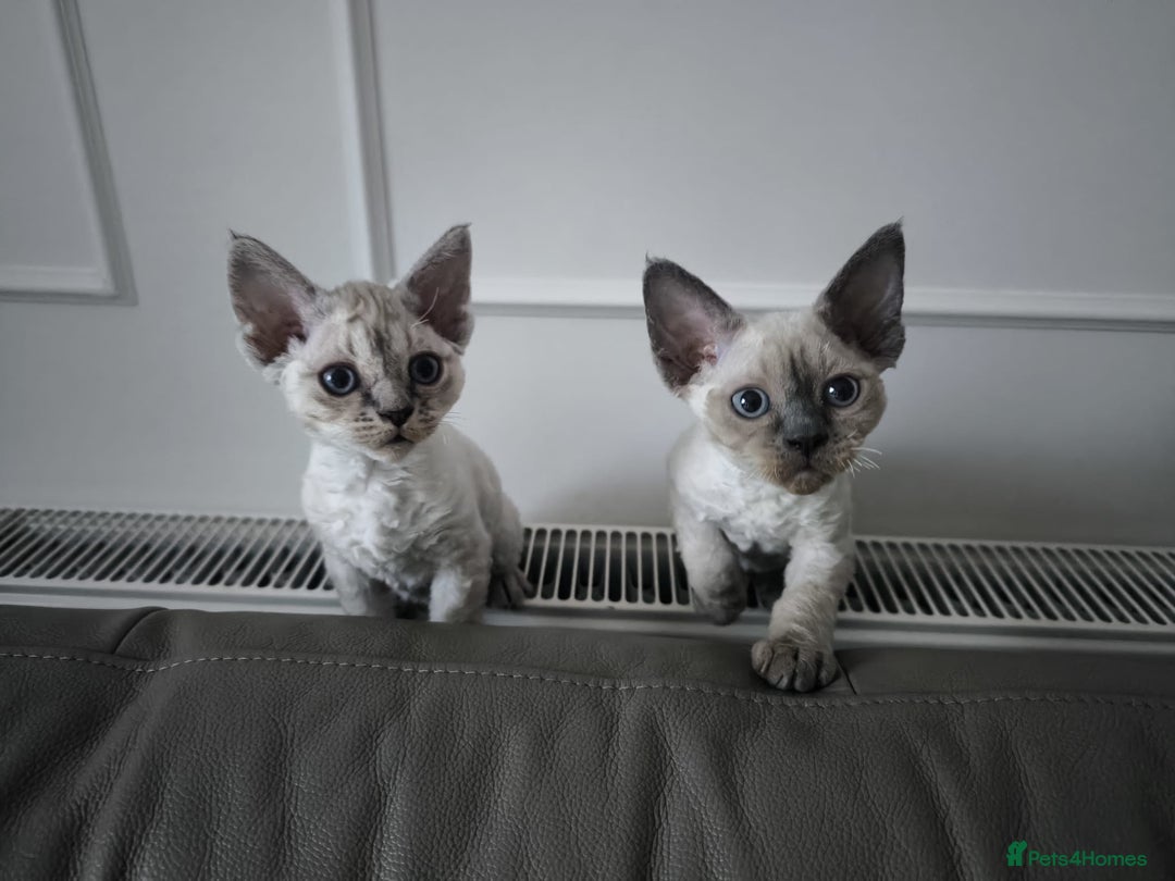 Devon Rex cats for sale: Devon Rex💕Blue Point Lynx Girl🩷Blue Point Boy💙 - Advert 2
