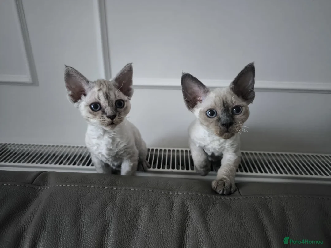 Devon Rex cats for sale: Devon Rex💕Blue Point Lynx Girl🩷 - Advert 8