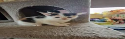 Mixed Breed cats for sale: Beautuful Kittens waiting for their furever homes - Advert 7