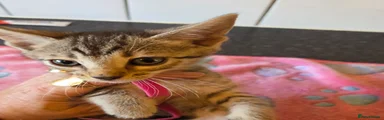 Bright pink collar