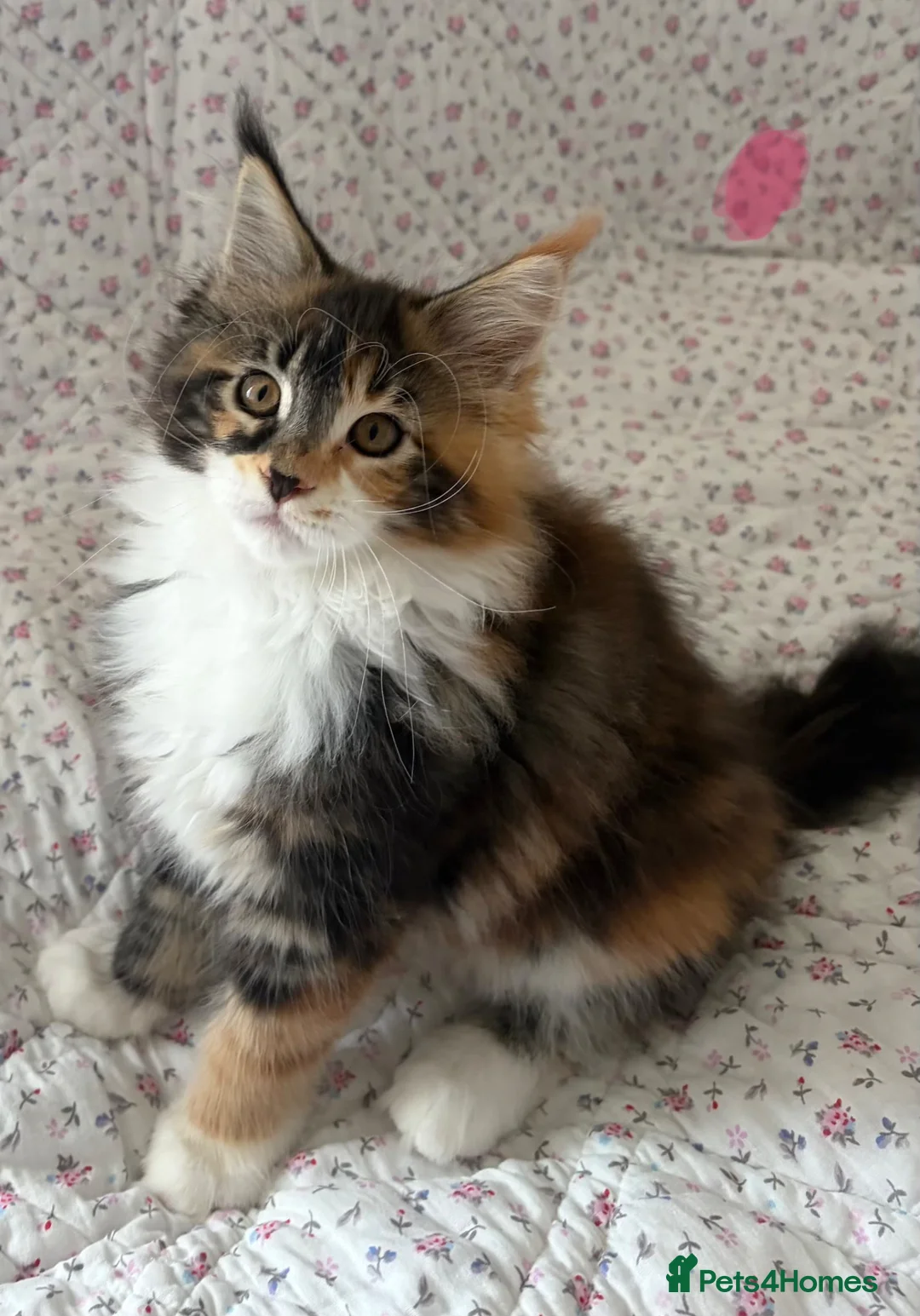 Maine Coon cats for sale: Full Maine Coon Kittens - Advert 11