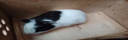Guinea Pig rodents for sale: Guinea pigs 11 weeks old - Advert 5