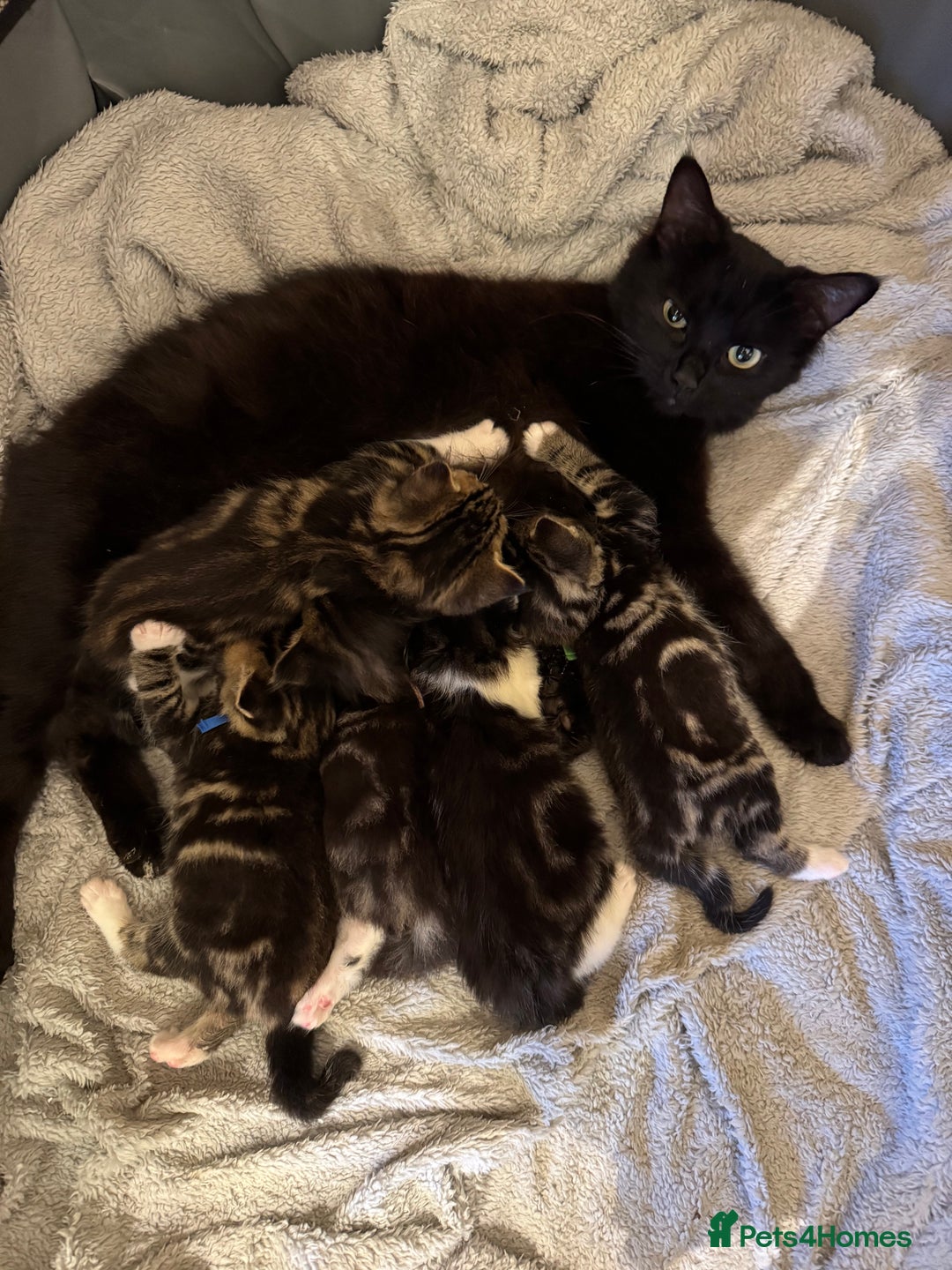 Mixed Breed cats for sale: Mixed breed kittens  - Image 1