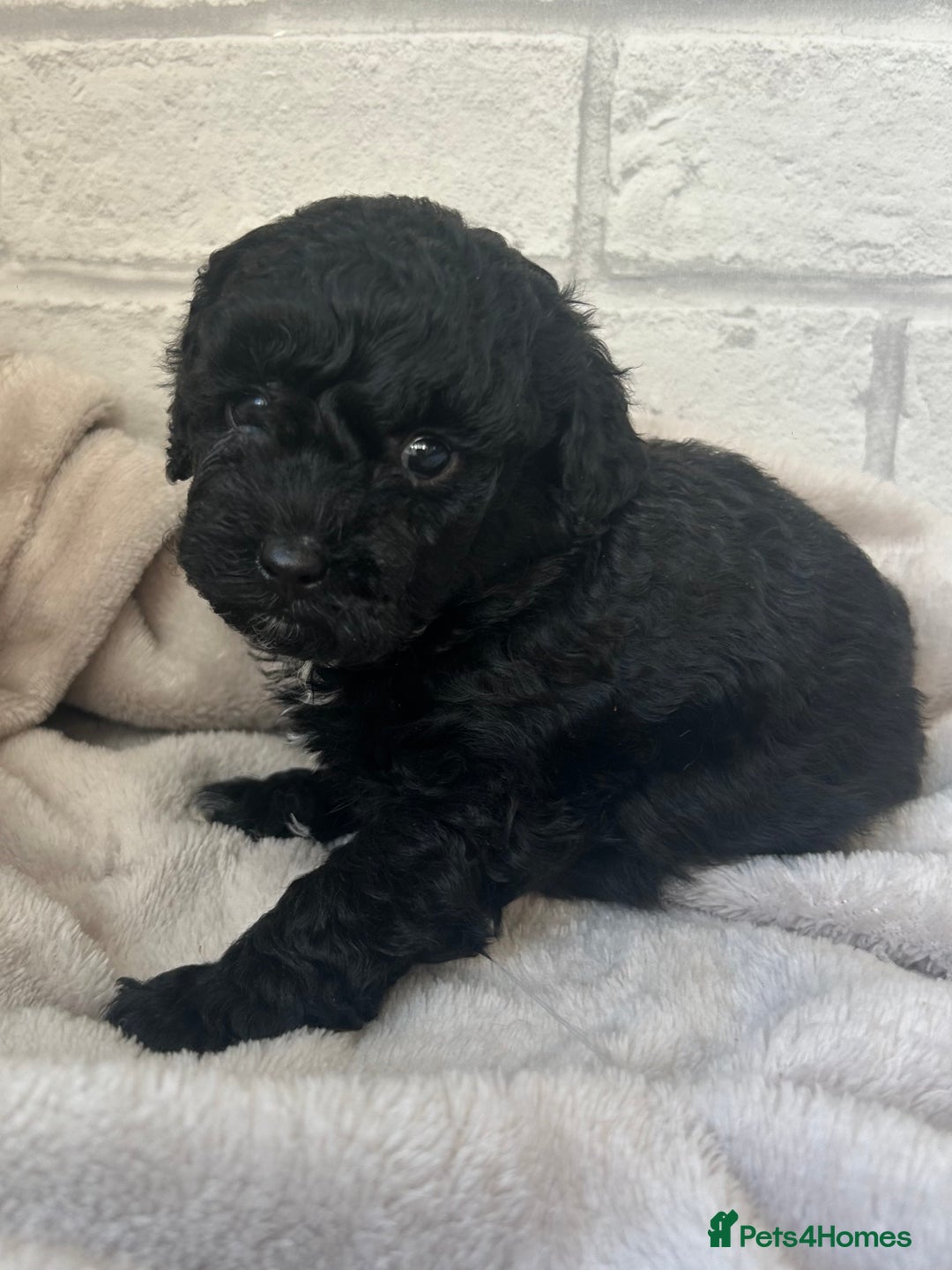 Toy Poodle dogs for sale: Adorable Toy Poodle Puppies READY TO GO! - Advert 35
