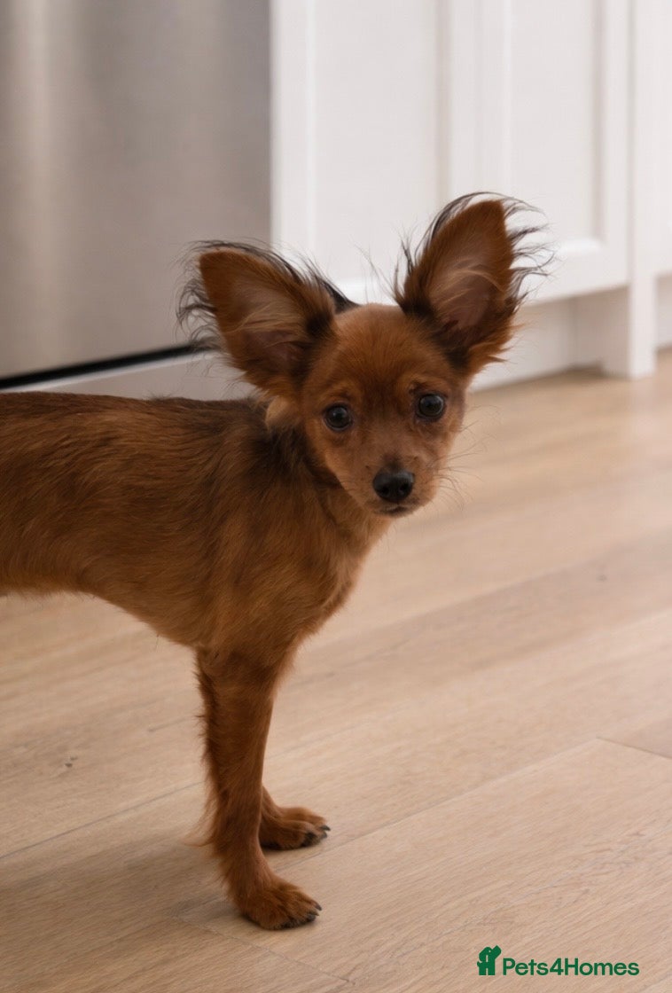 Russian Toy Terrier dogs Beautiful male Russian Toy puppy - Advert 2