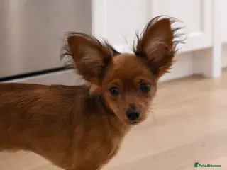 Russian Toy Terrier dogs Beautiful male Russian Toy puppy - Advert 2