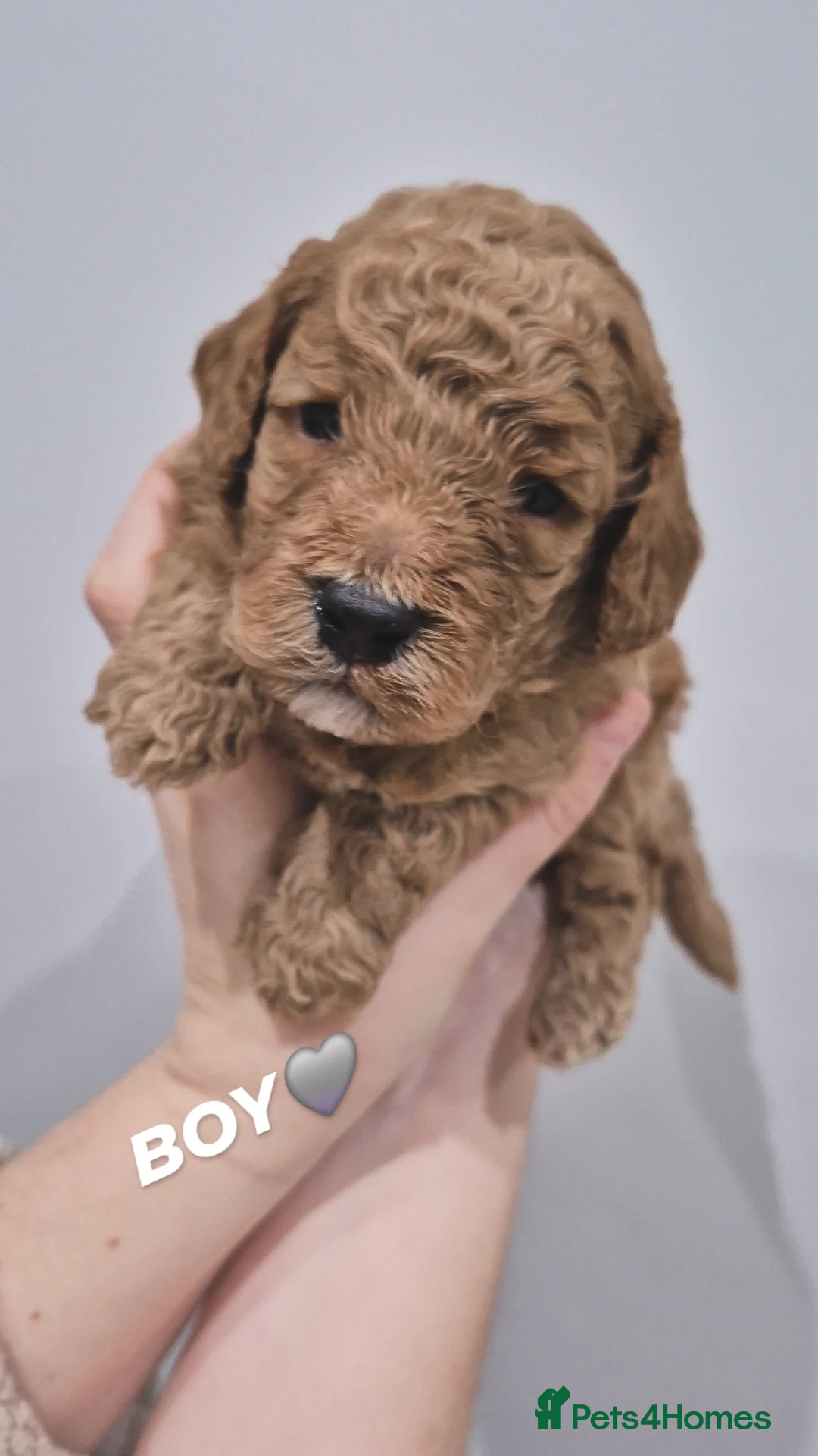 Cockapoo dogs for sale: Last boy remaining. F1B red cockapoo puppies - Advert 31