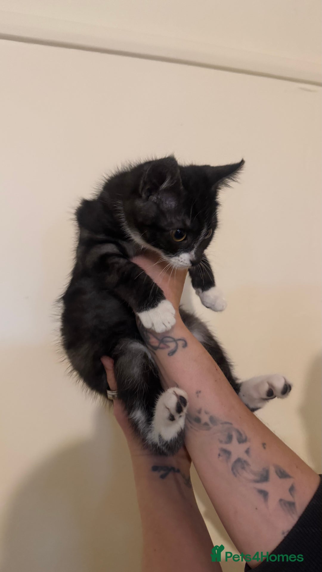 Domestic Shorthair cats for sale: Lovely kitten ready for forever home  - Advert 5