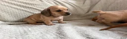 Miniature Dachshund dogs for sale: KC red and cream smooth miniature dachshunds  - Advert 6