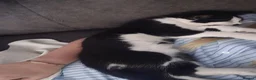 Domestic Shorthair cats for sale: Gorgeous black and white kitten called Jet - Advert 11