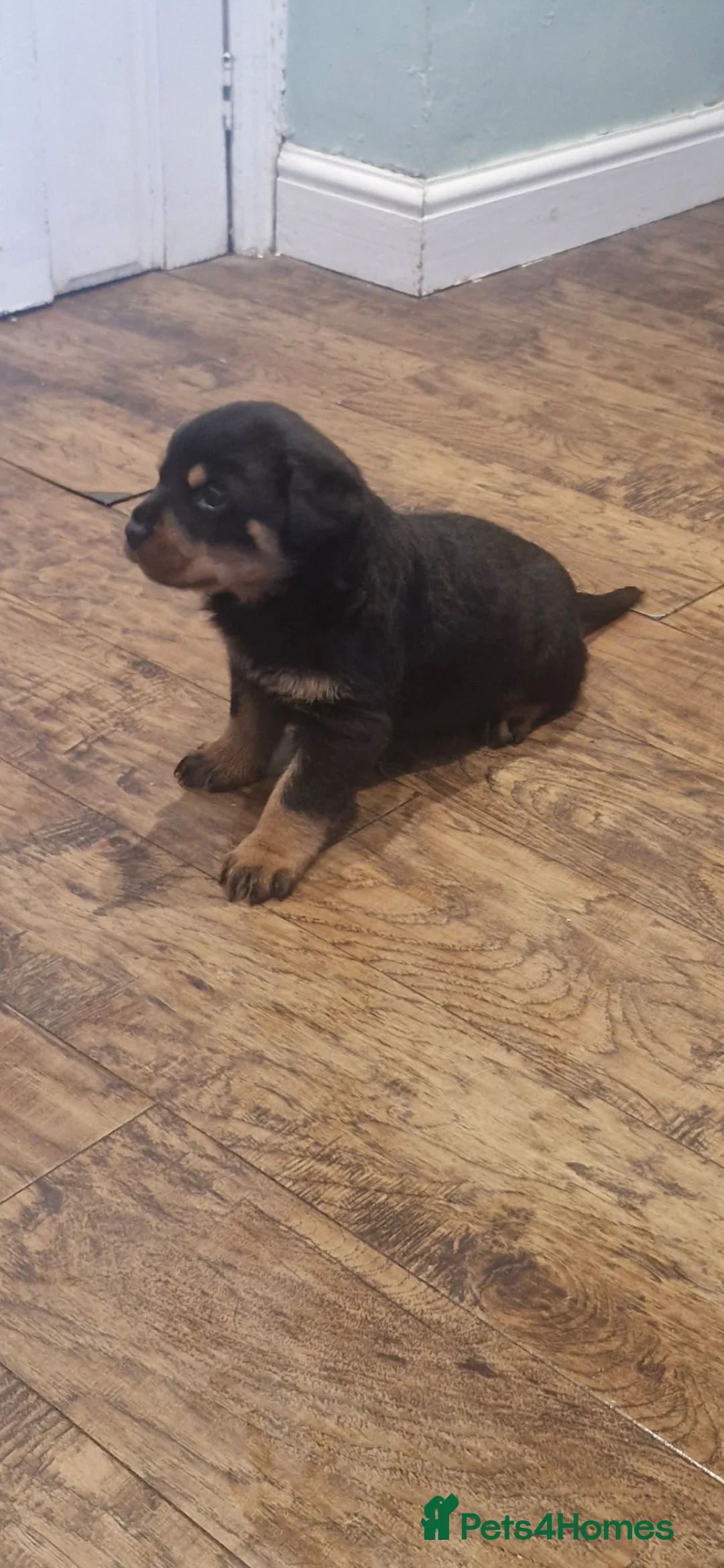 Rottweiler dogs for sale: Beautiful Rottweiler pups - Advert 5