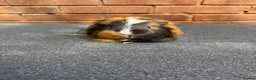 Guinea Pig rodents for sale: Stunning Tri Coloured Male Guinea Pig  - Advert 6