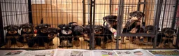 Airedale Terrier dogs for sale: ADORABLE KC REGISTERED AIREDALE PUPS - Advert 2