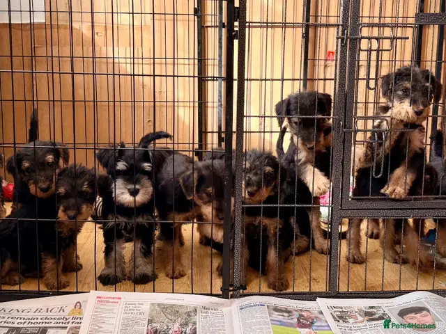 Airedale Terrier dogs for sale: ADORABLE KC REGISTERED AIREDALE PUPS - Advert 2