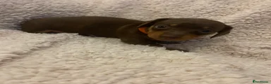 Dachshund Puppy 3