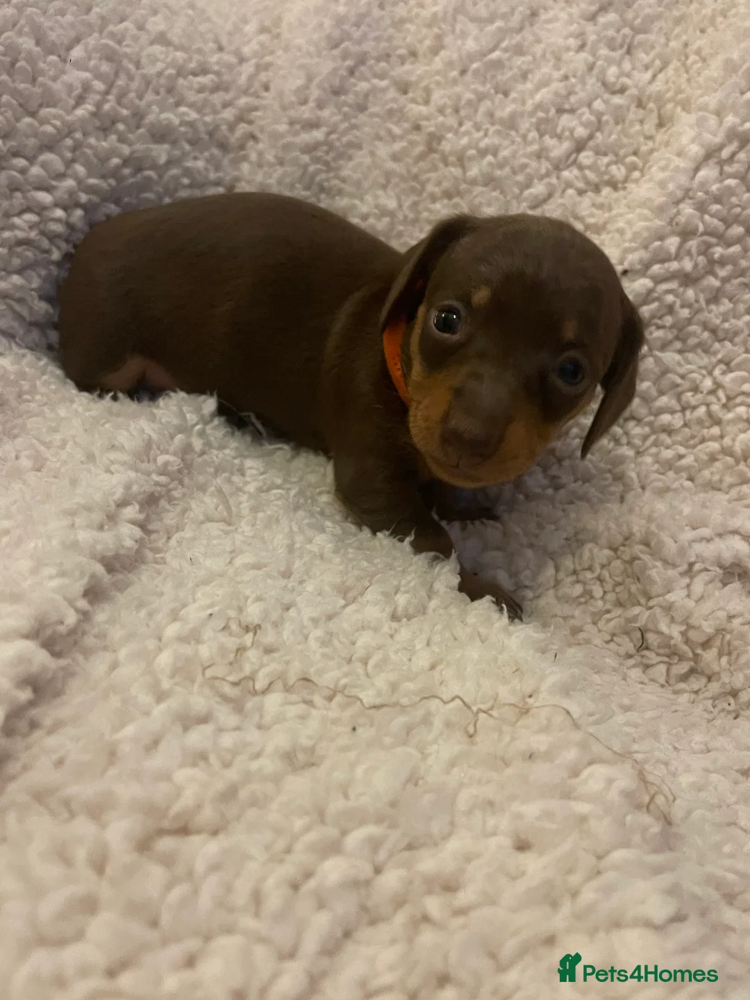 Dachshund dogs for sale: 4 female miniature dachshund puppies for sale  - Advert 4