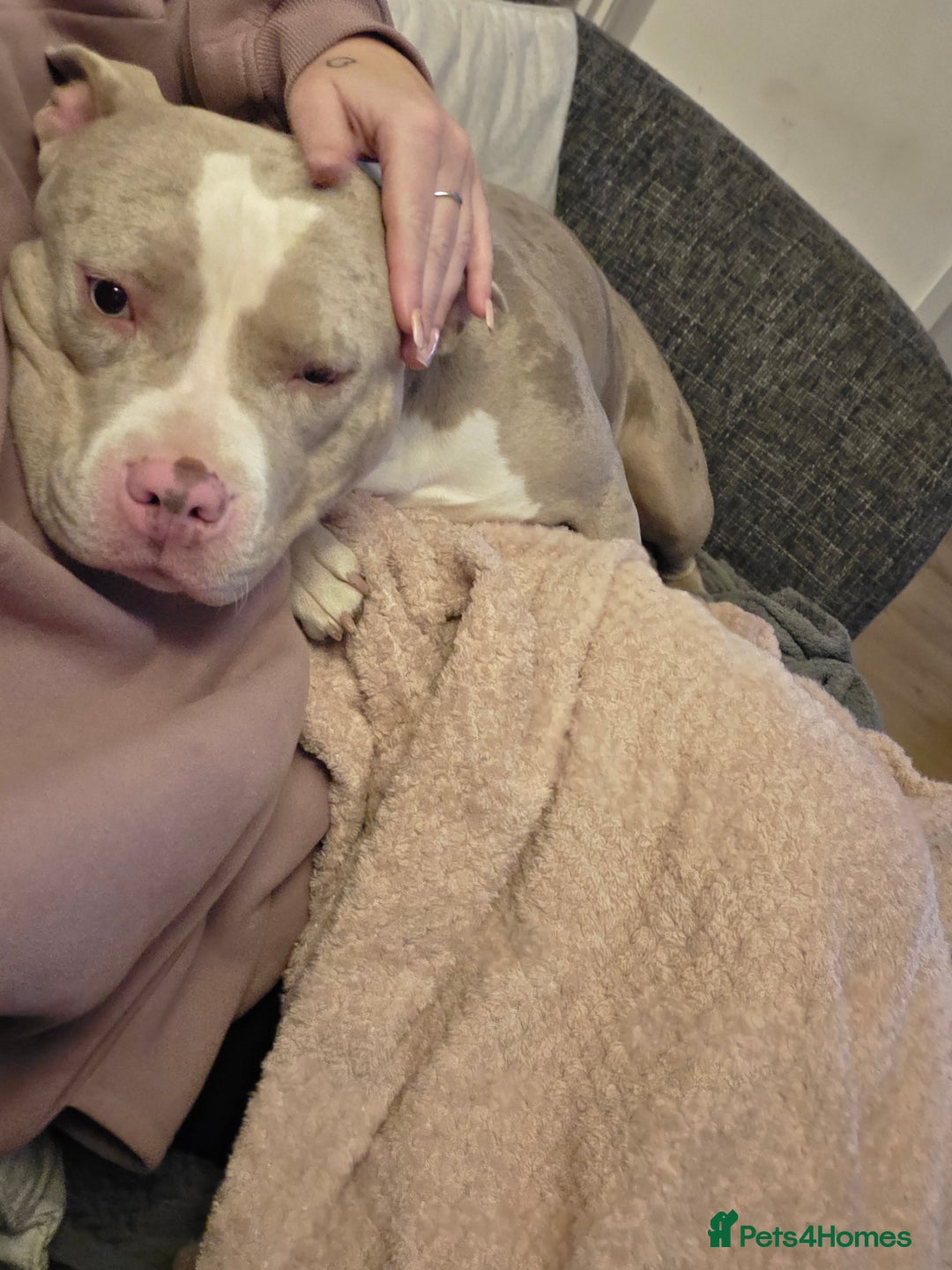 Mixed Breed dogs for sale: Gorgeous tink  - Advert 1