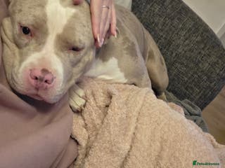 Mixed Breed dogs Gorgeous tink - Advert 1