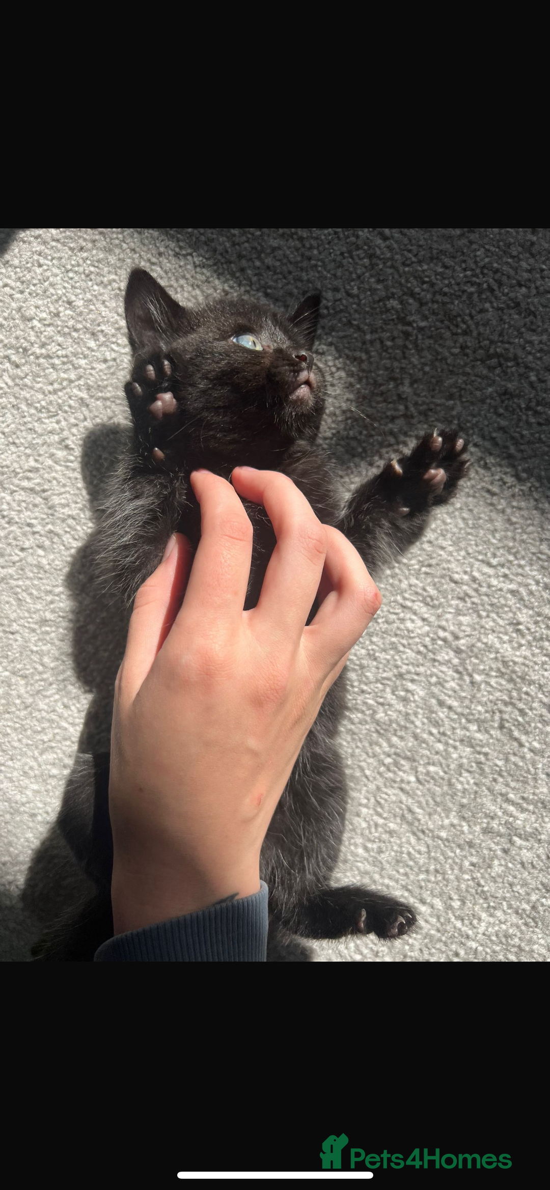 British Shorthair cats for sale: 🐾✨British Shorthair × Silver Tabby Kittens✨🐾 - Image 23