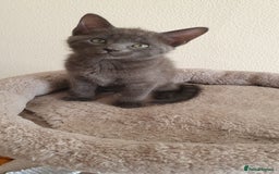 Mixed Breed cats for sale: Beautiful Siamese Cross Kittens - Image 15