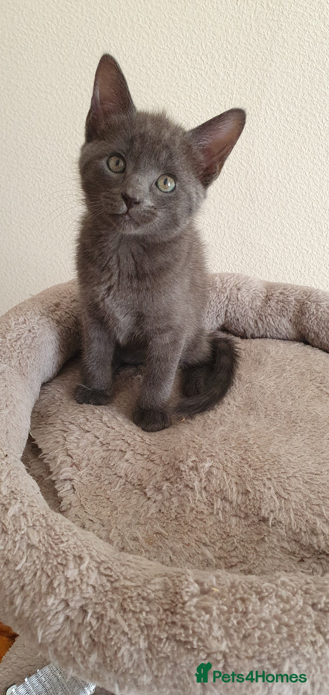 Mixed Breed cats for sale: Beautiful Siamese Cross Kittens - Image 15