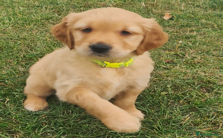 Golden Retriever dogs - Advert 1