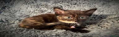 Tortoiseshell Female 2