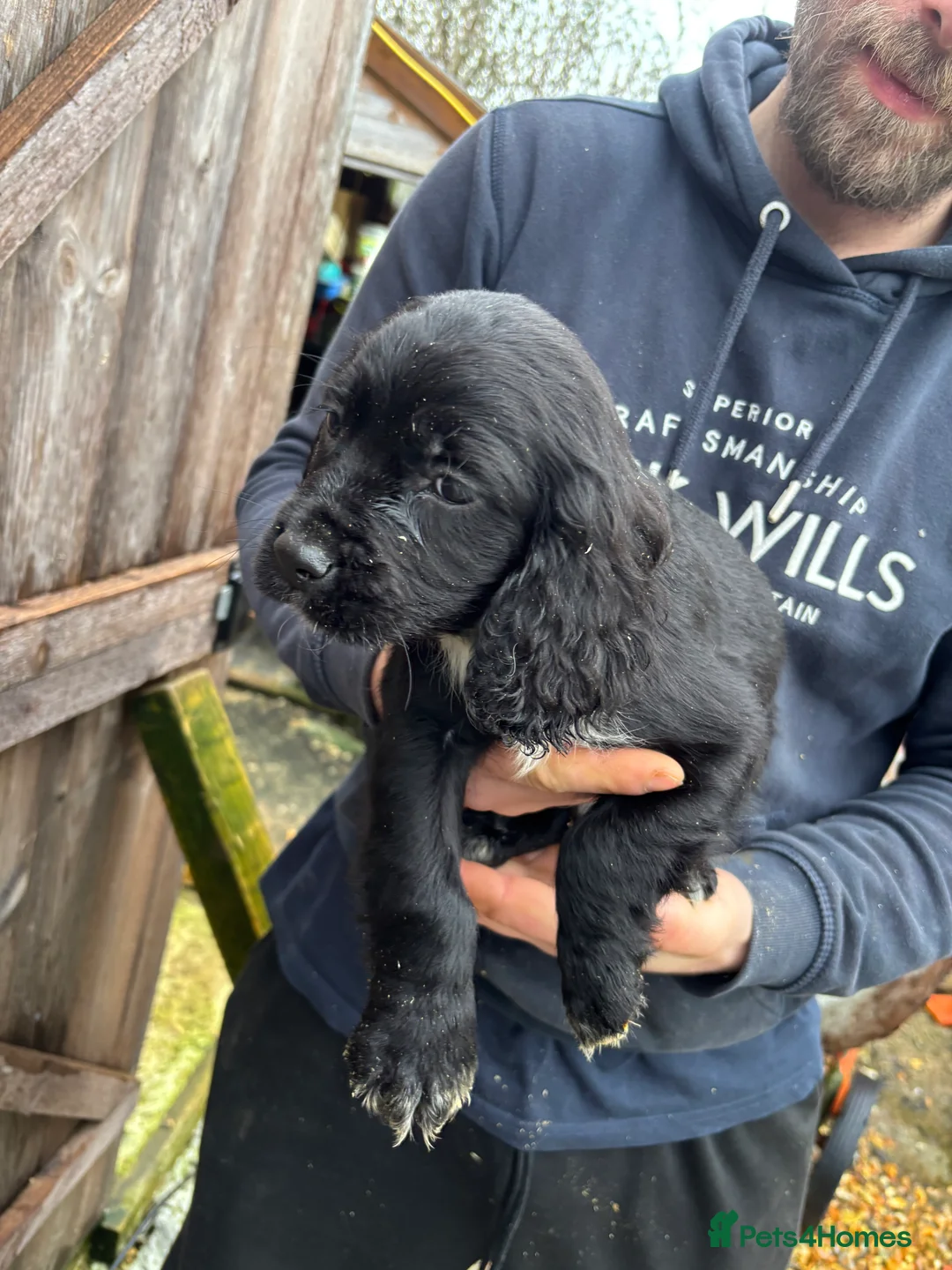 Cockalier dogs for sale: Beautiful Cockerlier puppies forsale - Advert 13