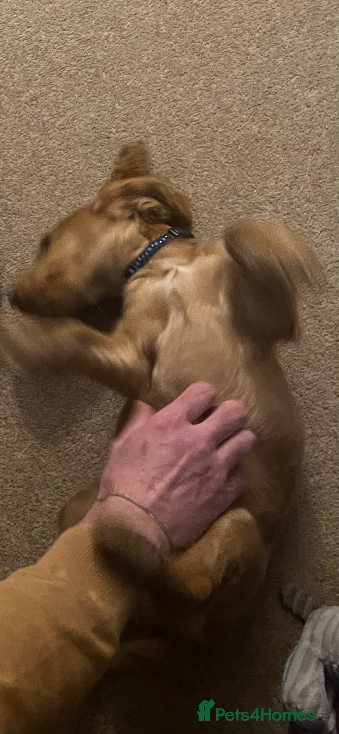 Cocker Spaniel dogs for sale: Male Show Cocker Spaniel - Advert 2