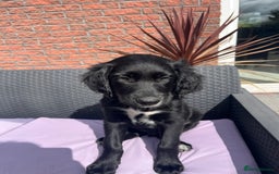 Mixed Breed dogs for sale: Collie Setter puppies - Image 12