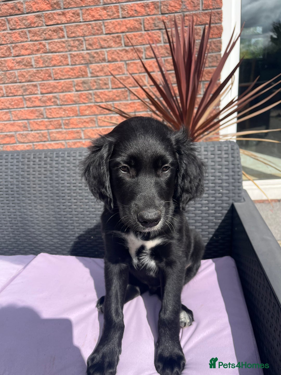 Mixed Breed dogs for sale: Collie Setter puppies - Image 12